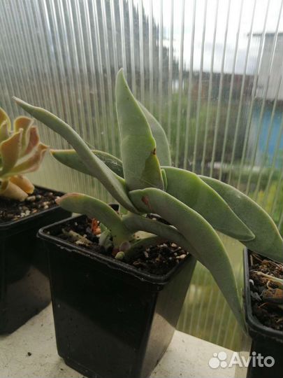 Суккуленты