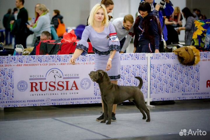 Кобель на вязку