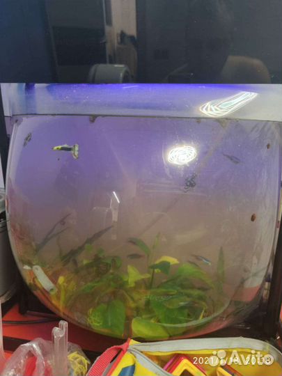 Аквариум на 60 литров