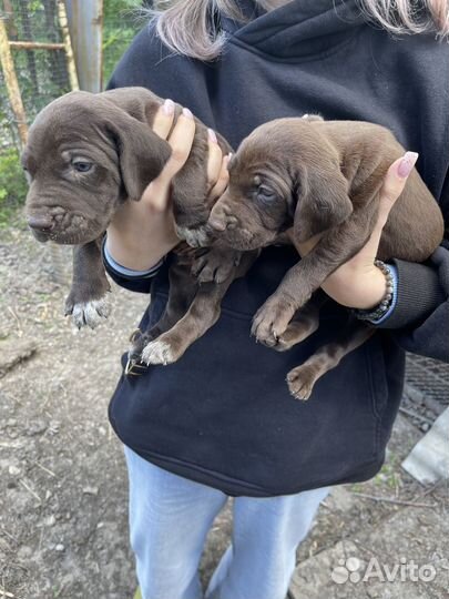 Щенки курцхаара