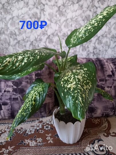 Шефлера, диффенбахия