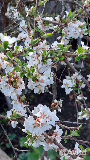 Войлочная вишня