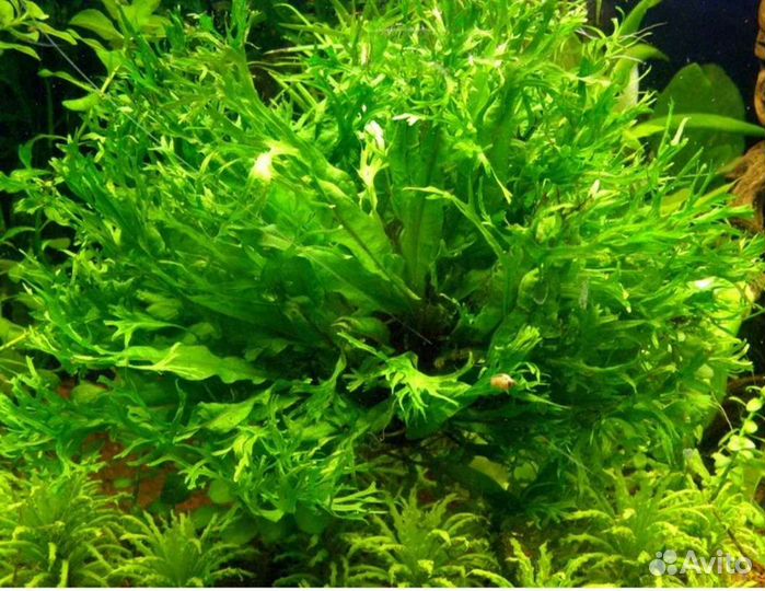 Аквариумные растения живые