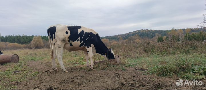 Телка стельная