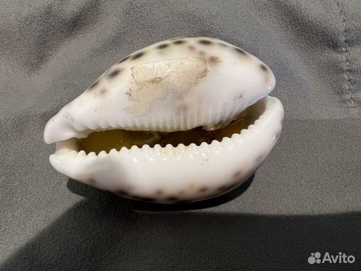 Ракушка с моря/ остров Бали