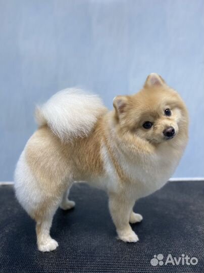 Грумер (стрижка собак)