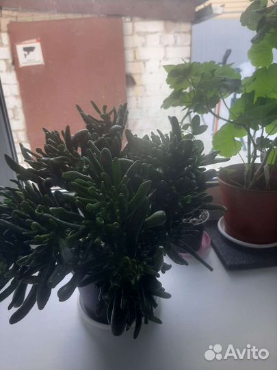 Антуриумы,Фикусы, Кливия, Сансеверия, Спатифиллумы