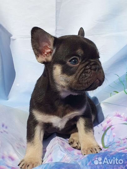 Французский бульдог мини