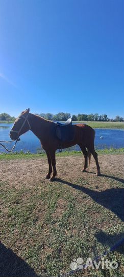 Лошадь жеребец мерин