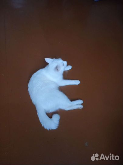 Кошка турецкая ангора