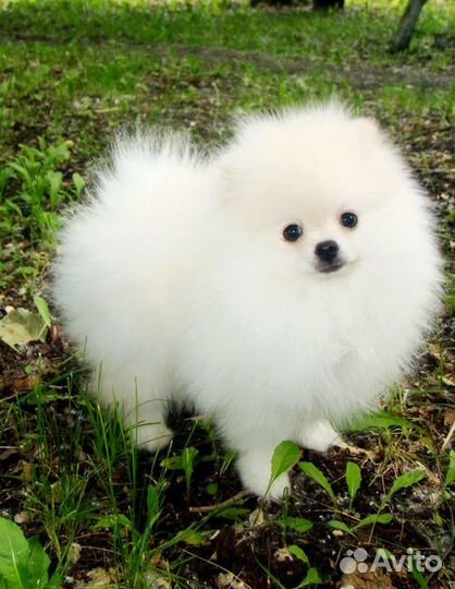 Щенки с родословной померанские шпицы