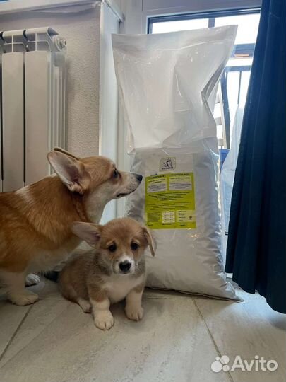 Котогава сухой корм для щенков 20 кг Холистик