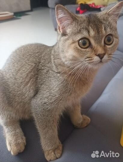 Кошка