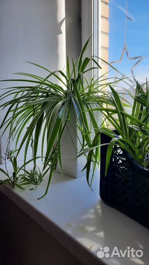 Хлорофитум пальма