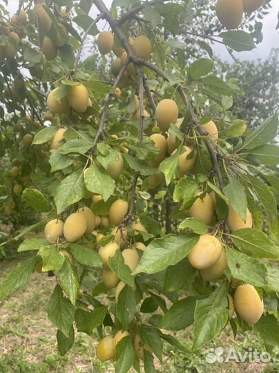 Саженцы желтой и синей сливы