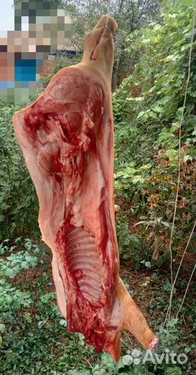 Вьетнамские свиньи