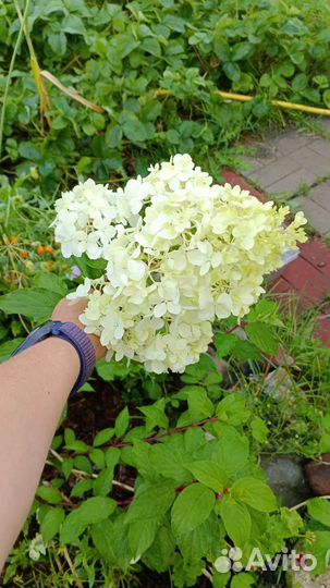 Гортензия метельчатая самарская Лидия, Саммер лав