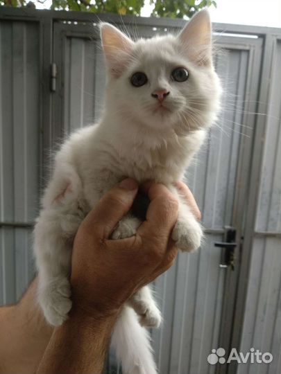 Кошечка в добрые руки