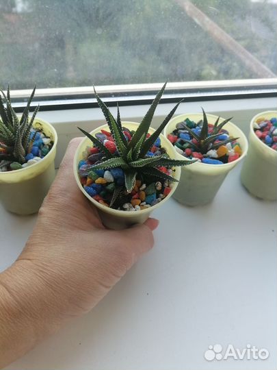 Хавортия полосатая