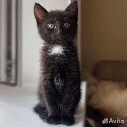 Котёнок мальчик