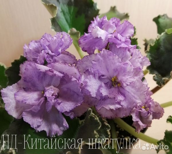 Детки сортовых фиалок