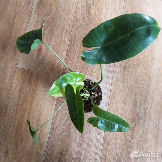 Комнатные цветы