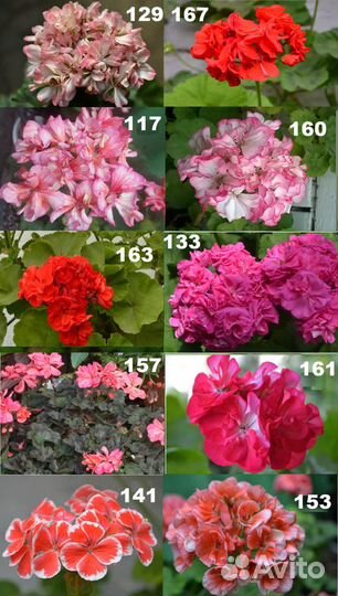 Пеларгонии cортовые