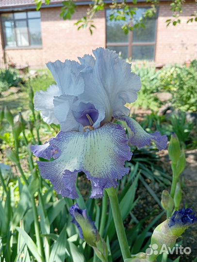 Ирисы