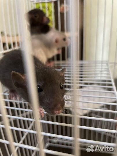 Крысы дамбо девочки