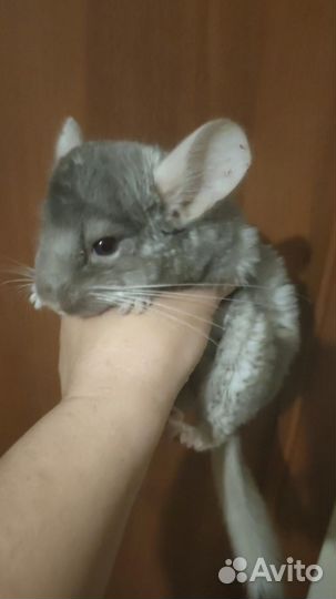 Шиншилла голубой, белый, серый