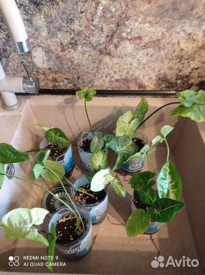 Сингониум Фресклес, Пикси Мини, Панда