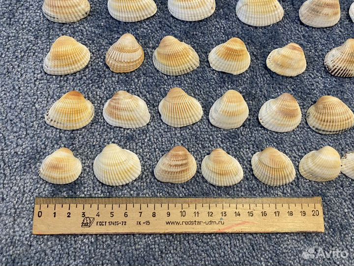 Морские ракушки скафарки
