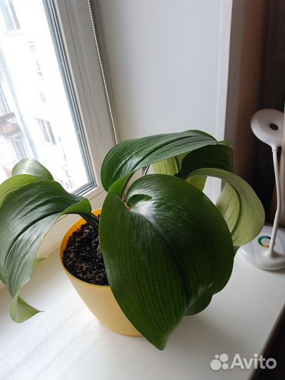 Эухарис амазонская лилия