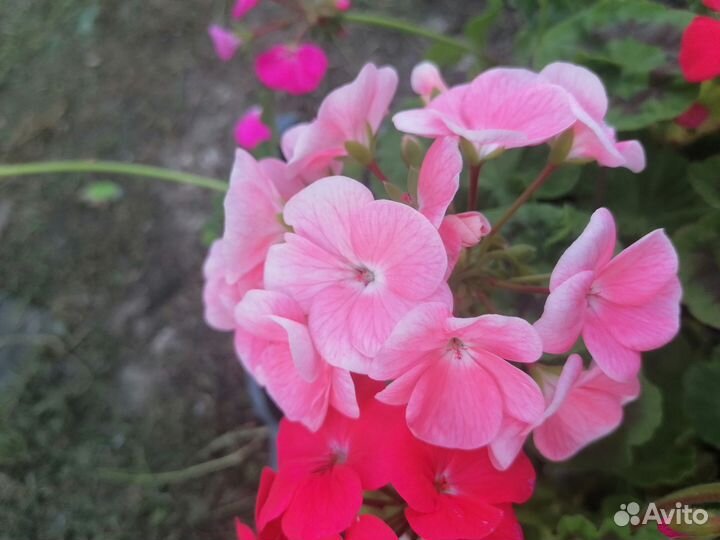 Пеларгония