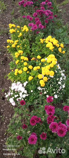 Хризантема