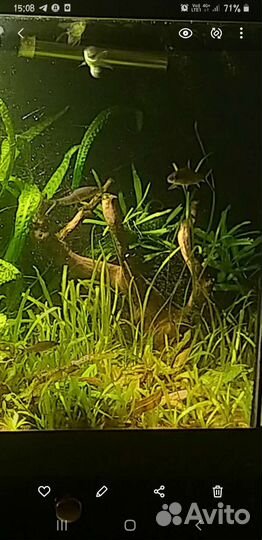 Мангровая коряга