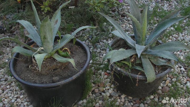 Агава американская голубая