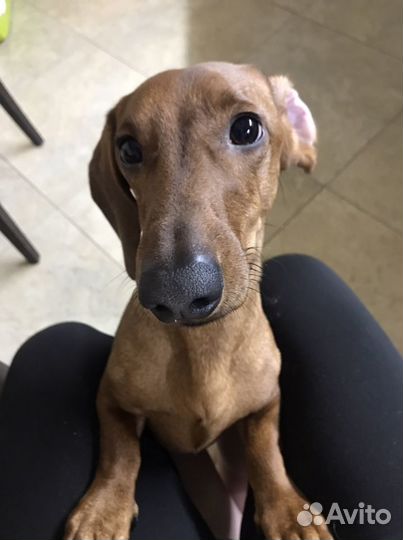 Такса стандартная жених (мальчик) вязка