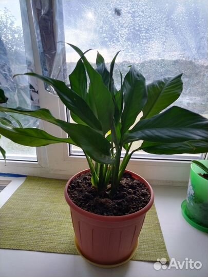 Спатифиллум