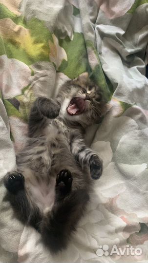 Котёнок бесплатно