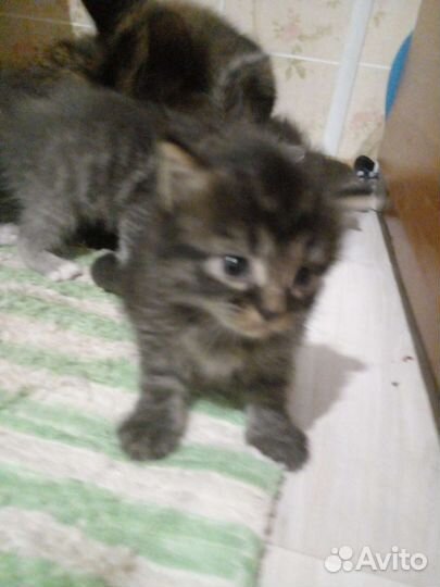 4 кошечки хотят попасть в ваш дом