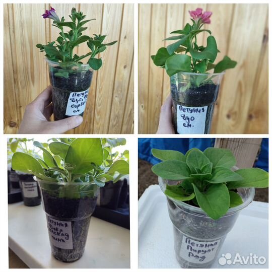 Рассада цветов