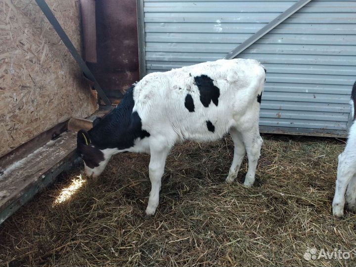 Бычки и тёлочки