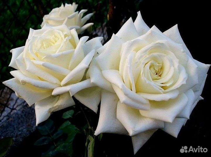 Розы 3летки