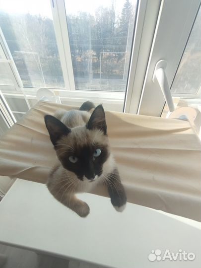 Котенок сиамский