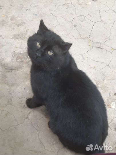 Брошенный трогательный кот в добрые руки