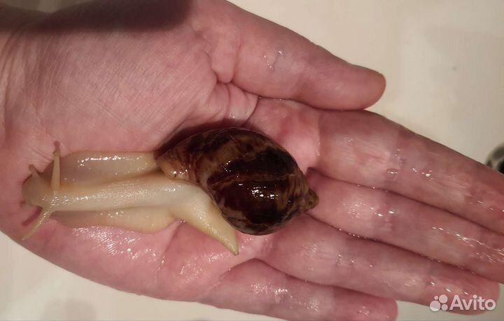 Яйца и улитки Ахатина Альбино ретикулята