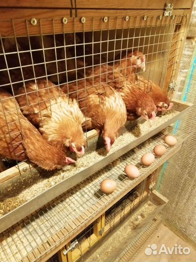 Куры несушки