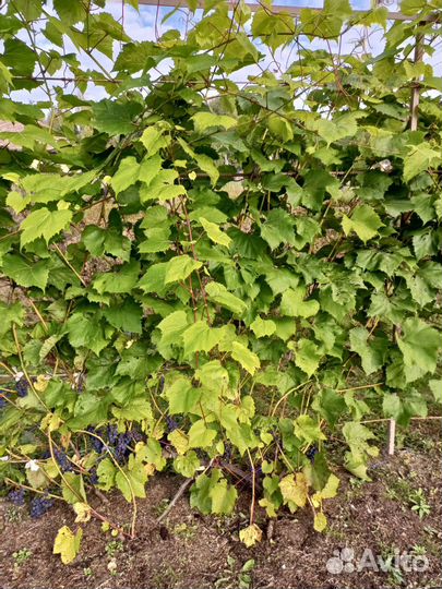 Саженцы винограда