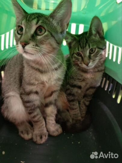 Котенок 4 месяца